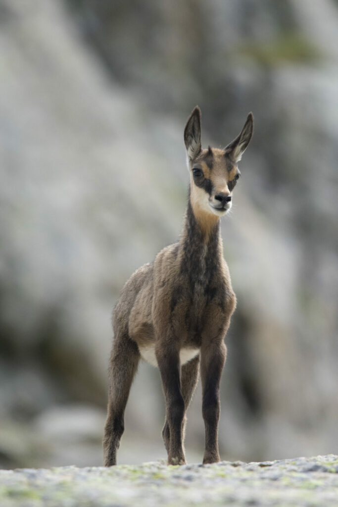 Jeune chamois