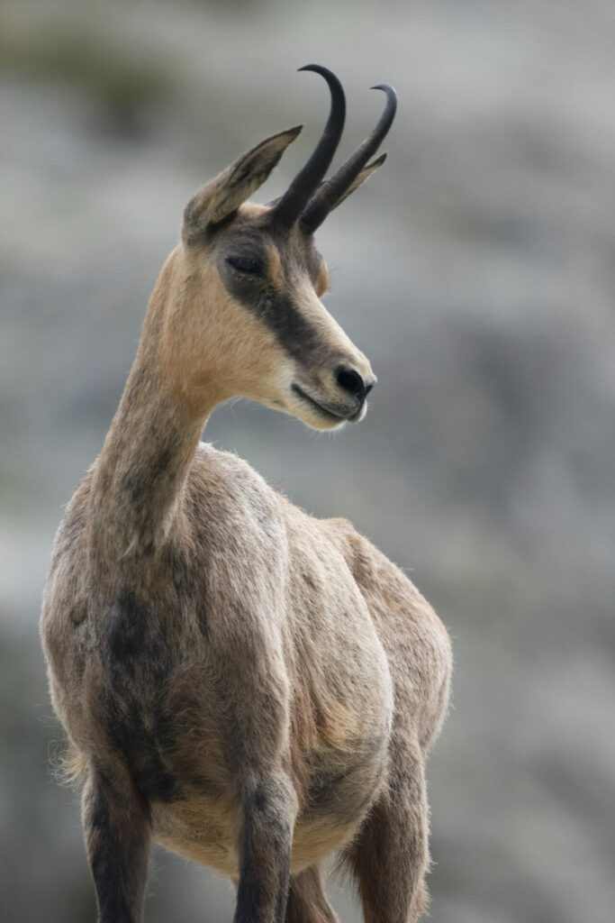 Chamois