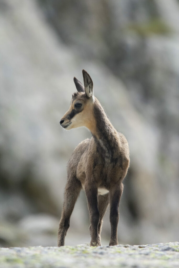 Jeune chamois