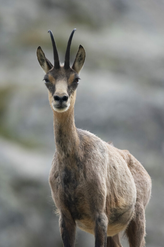 Chamois