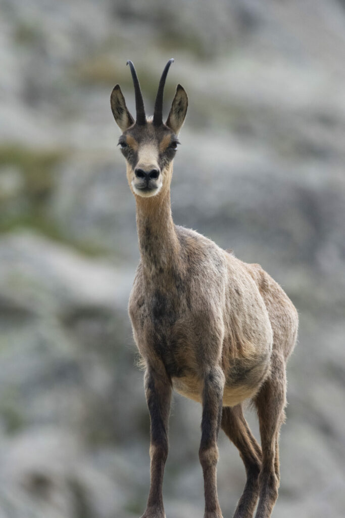 Chamois