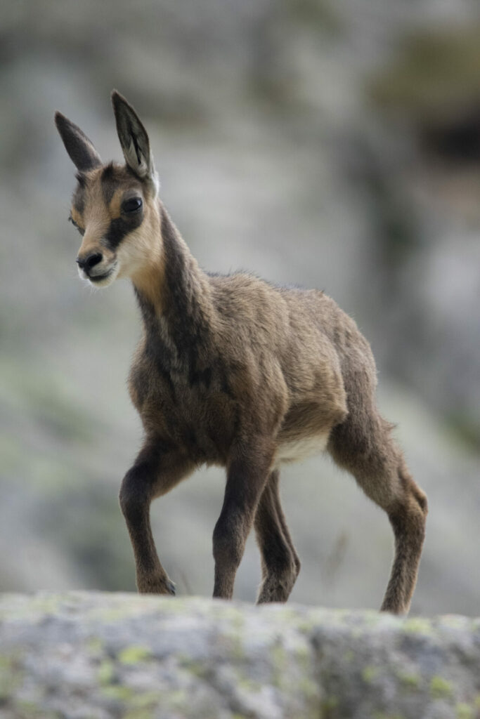 Jeune chamois