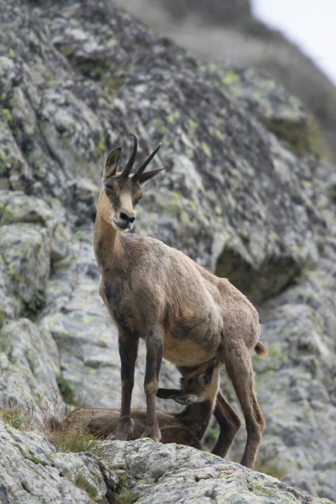 Jeune chamois et sa maman