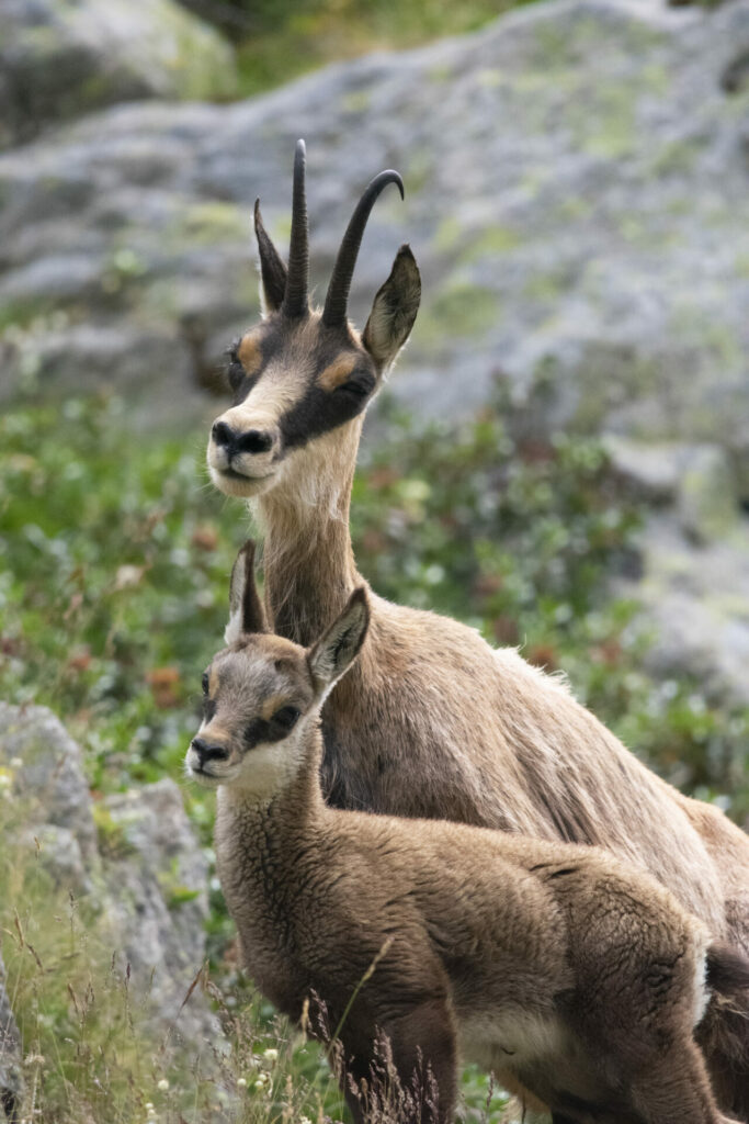 Jeune chamois et sa maman