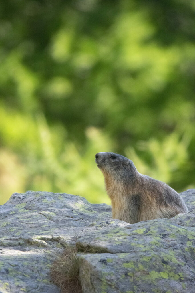 Marmotte