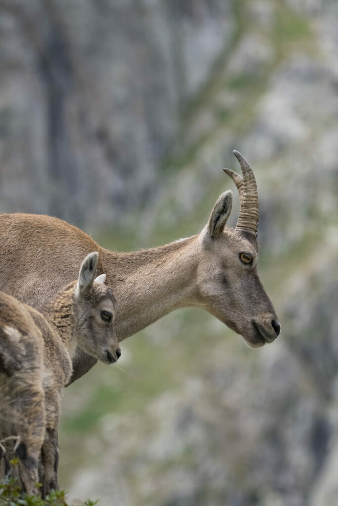 Jeune bouquetin et sa maman