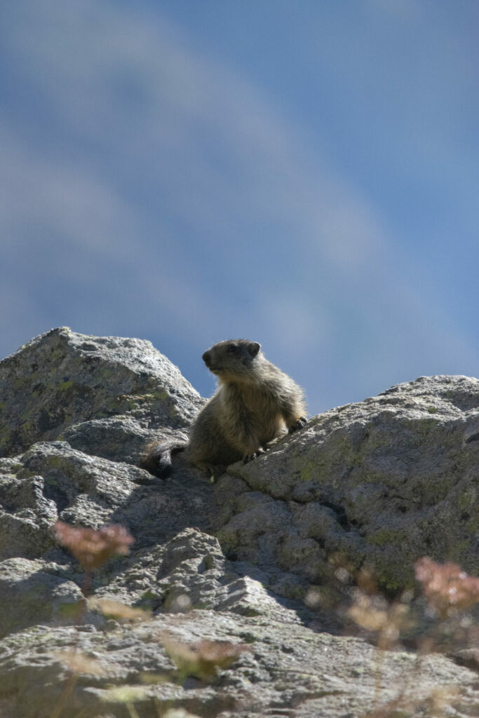 Marmotton