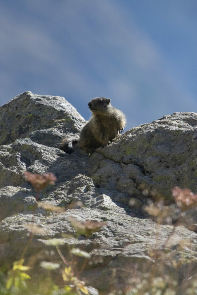 Marmotton