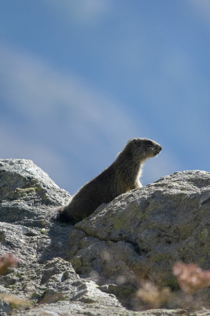 Marmotton