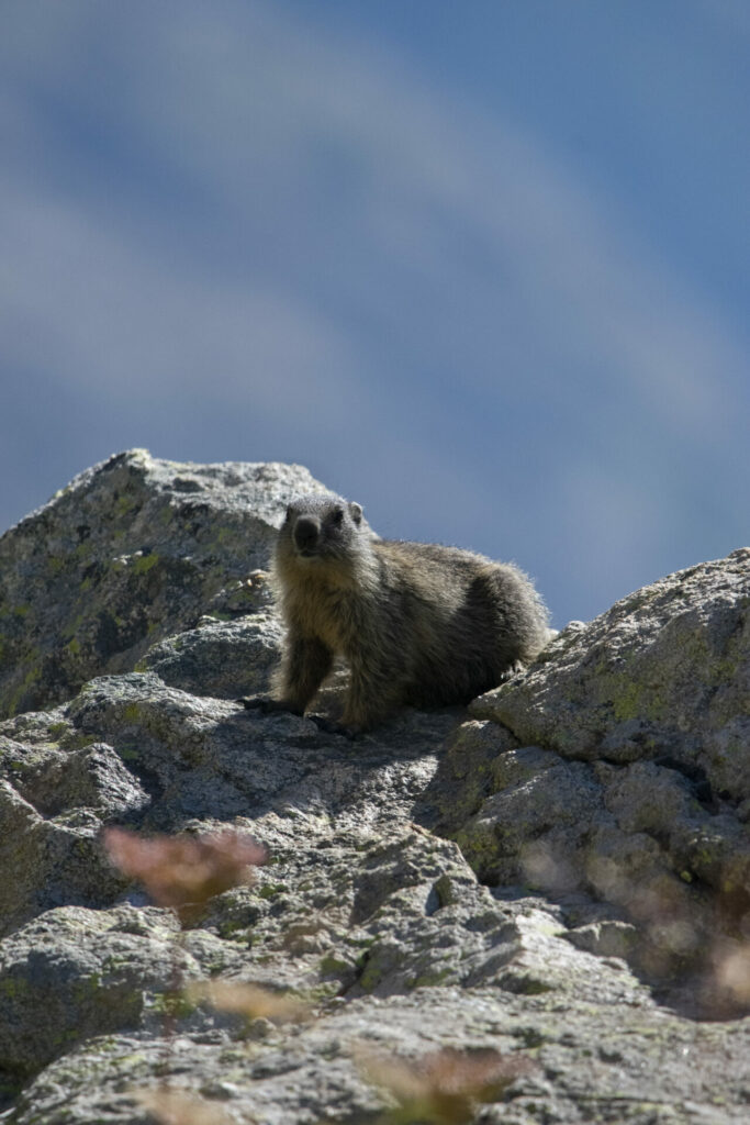 Marmotton