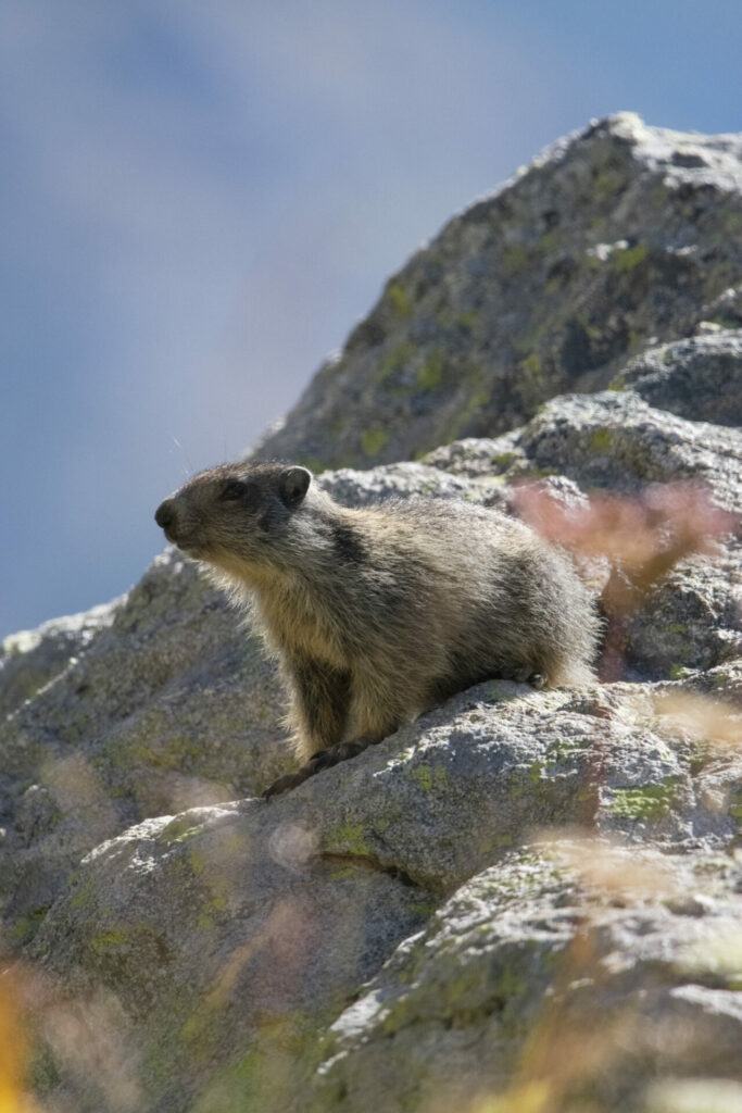 Marmotton