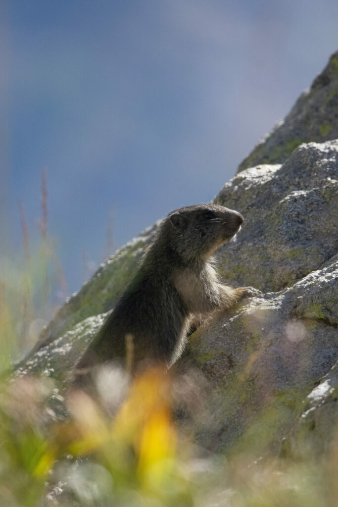 Marmotton