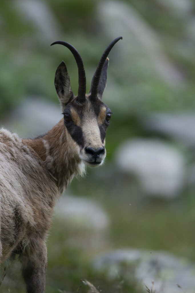 Chamois 