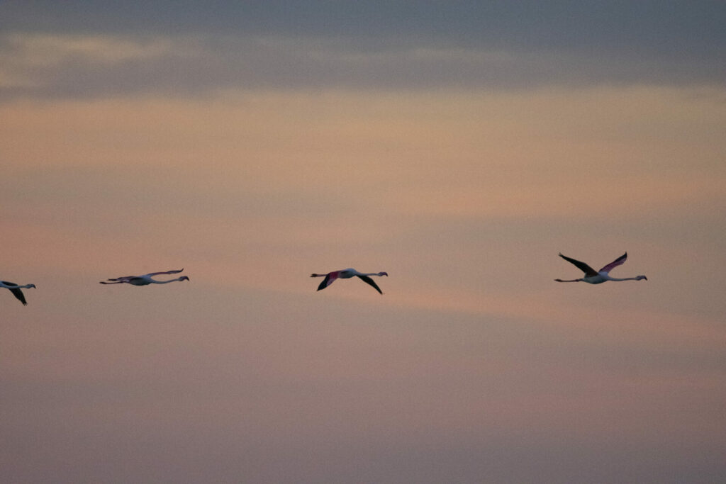 Flamants roses