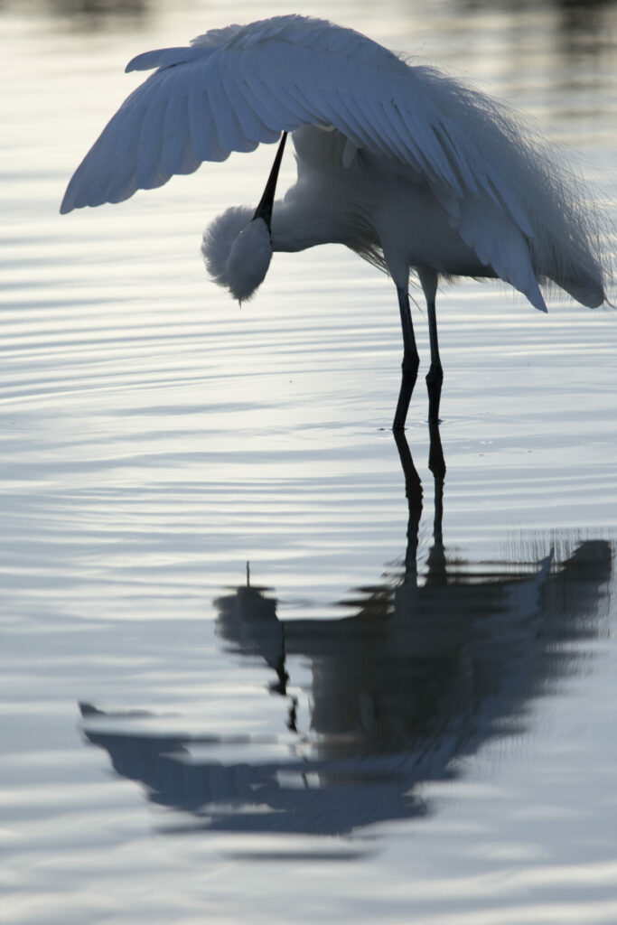 Aigrette garzette