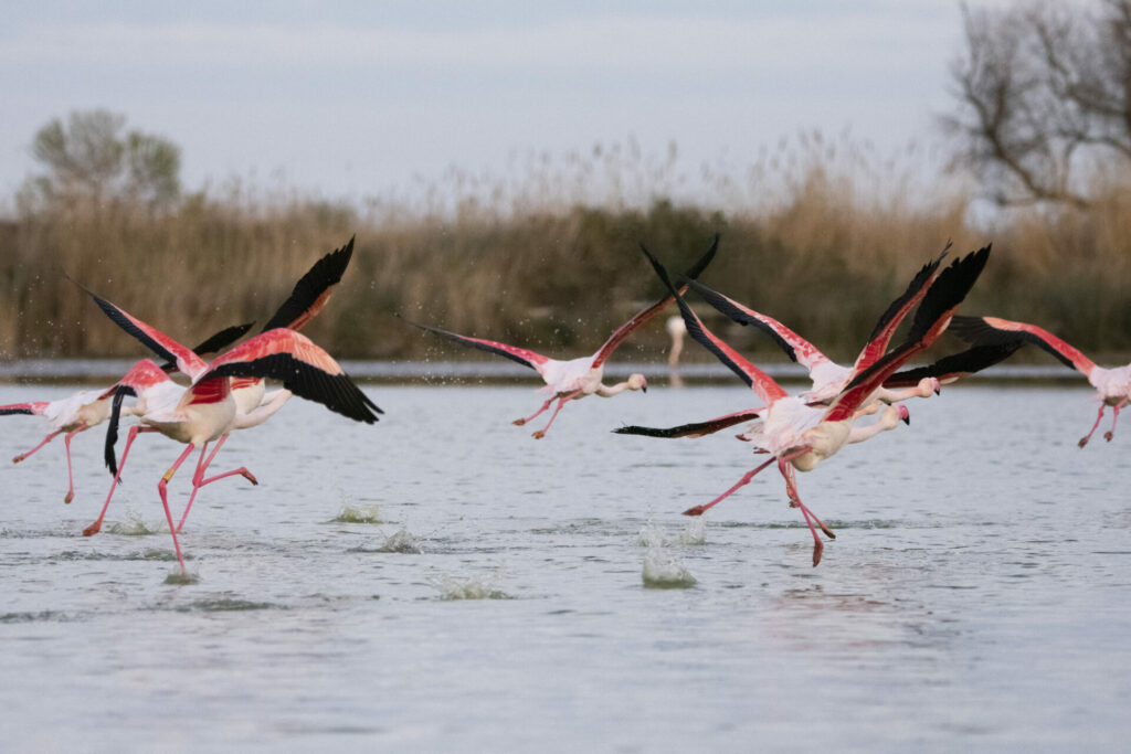 Flamants roses