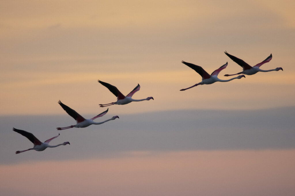 Flamants roses